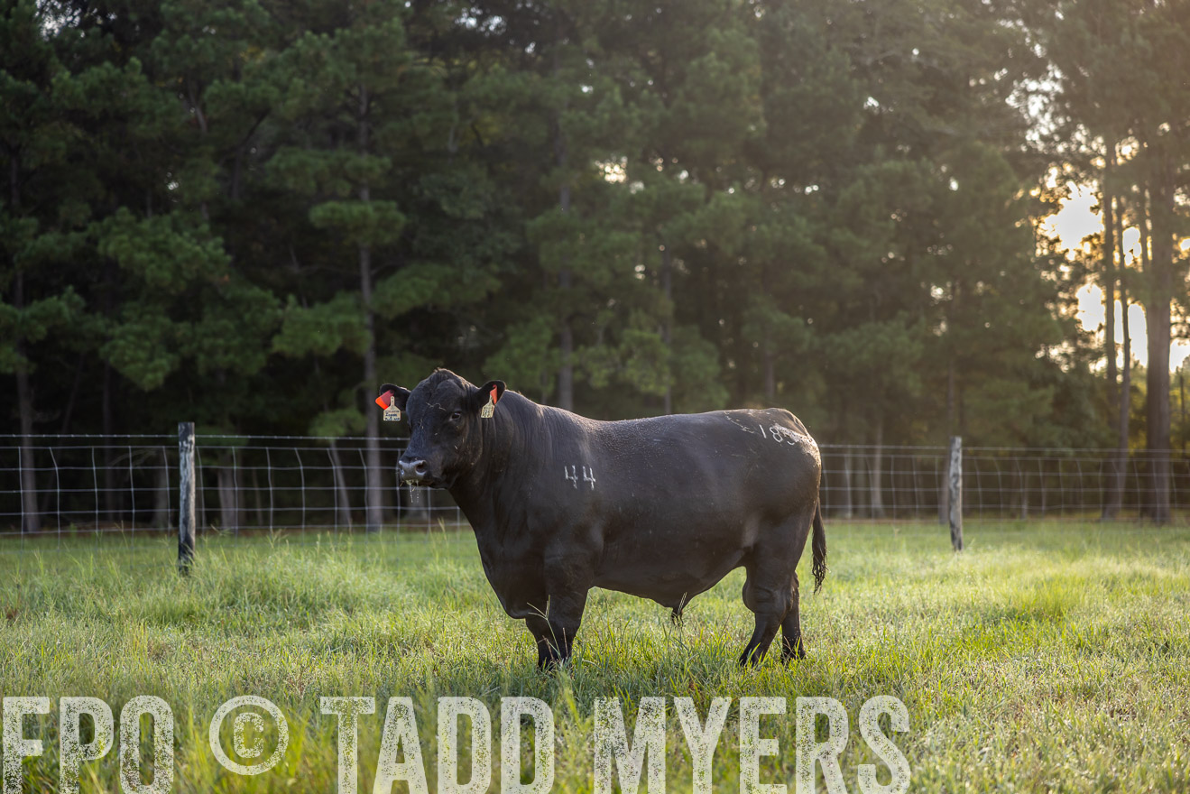 TMyers_PP_ChessieCreekFarm_Walterboro_July2024-511041