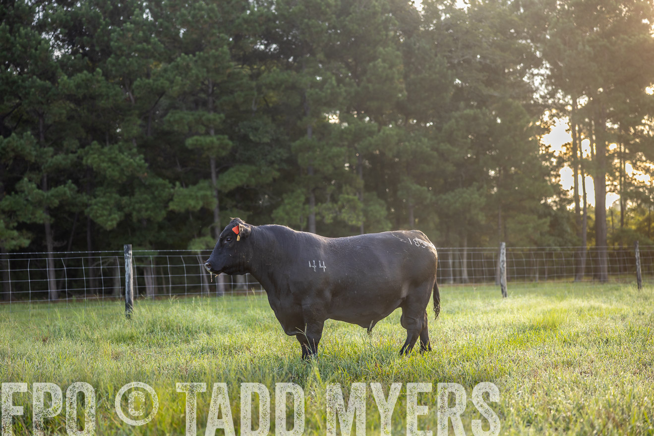 TMyers_PP_ChessieCreekFarm_Walterboro_July2024-511063