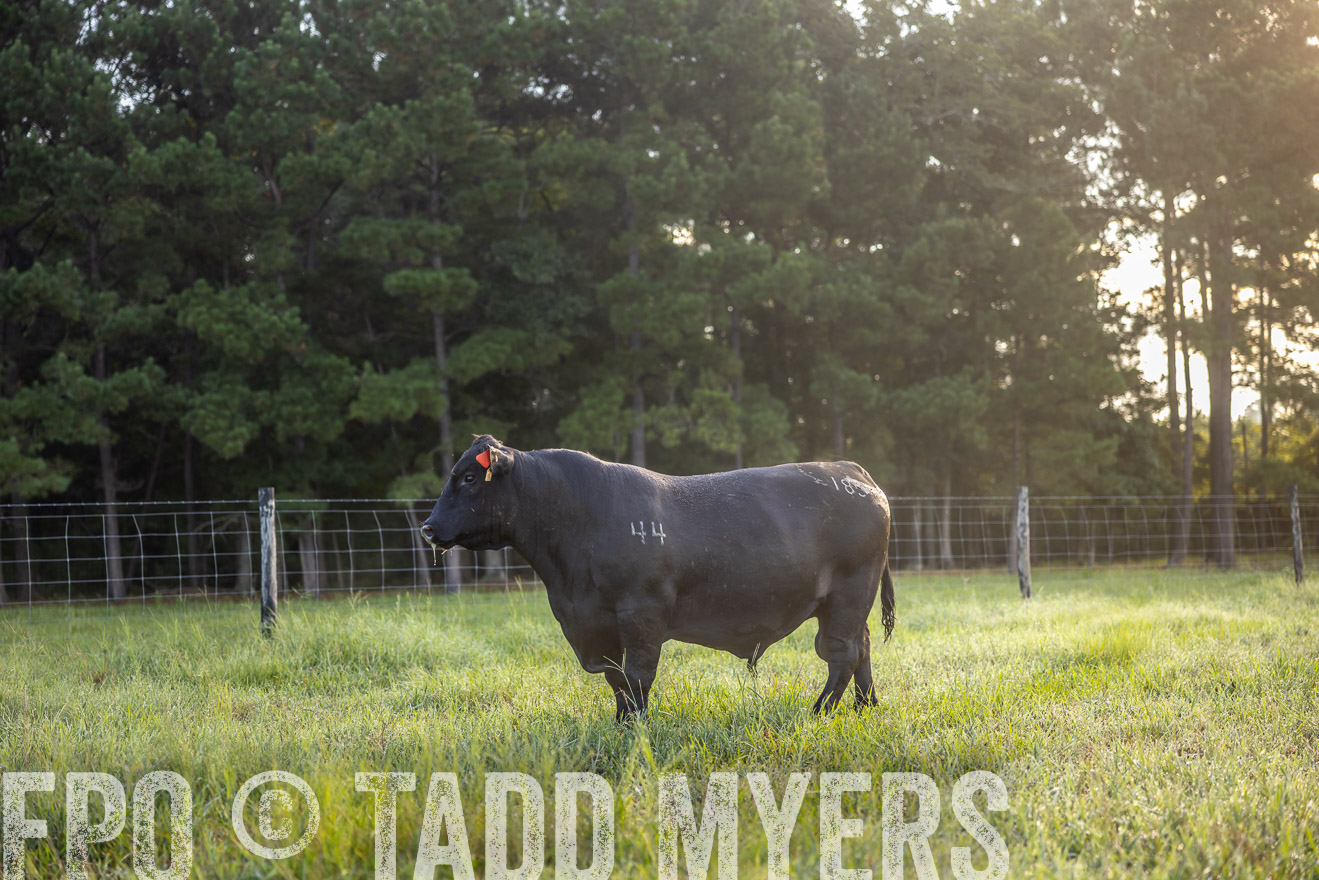 TMyers_PP_ChessieCreekFarm_Walterboro_July2024-511071