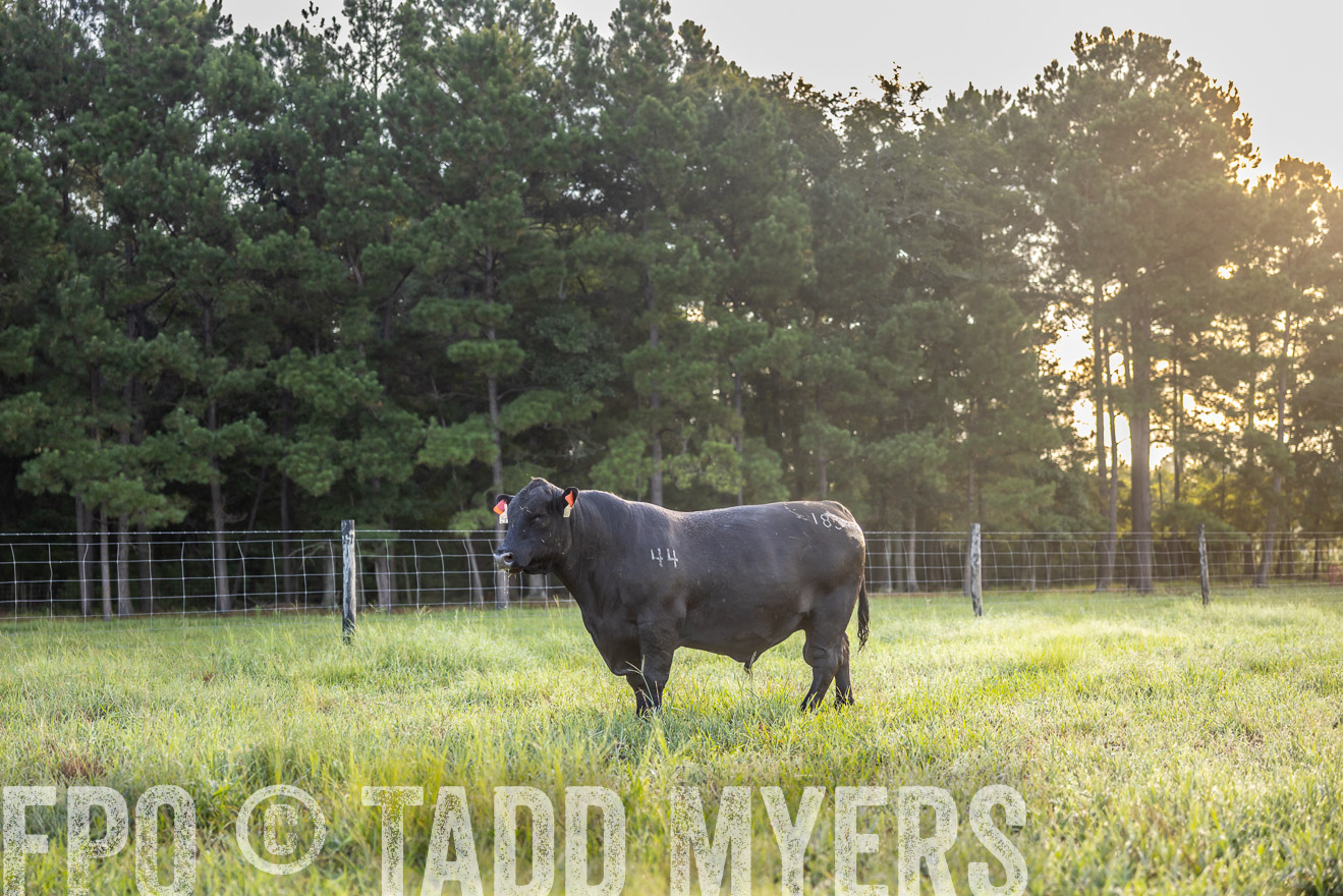 TMyers_PP_ChessieCreekFarm_Walterboro_July2024-511092