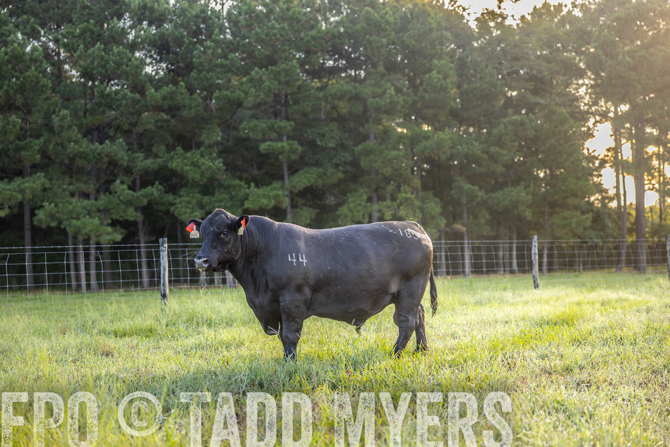 TMyers_PP_ChessieCreekFarm_Walterboro_July2024-511111
