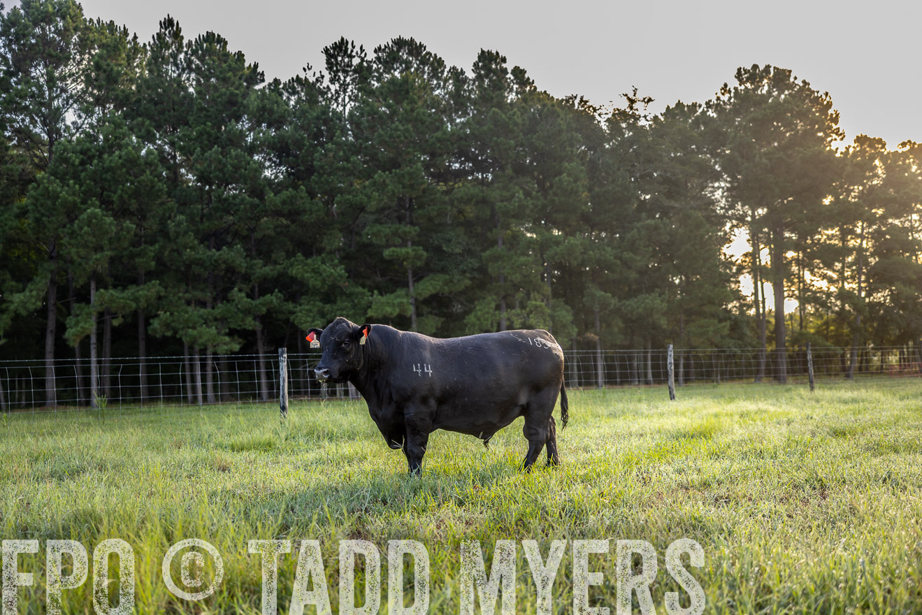 TMyers_PP_ChessieCreekFarm_Walterboro_July2024-511120