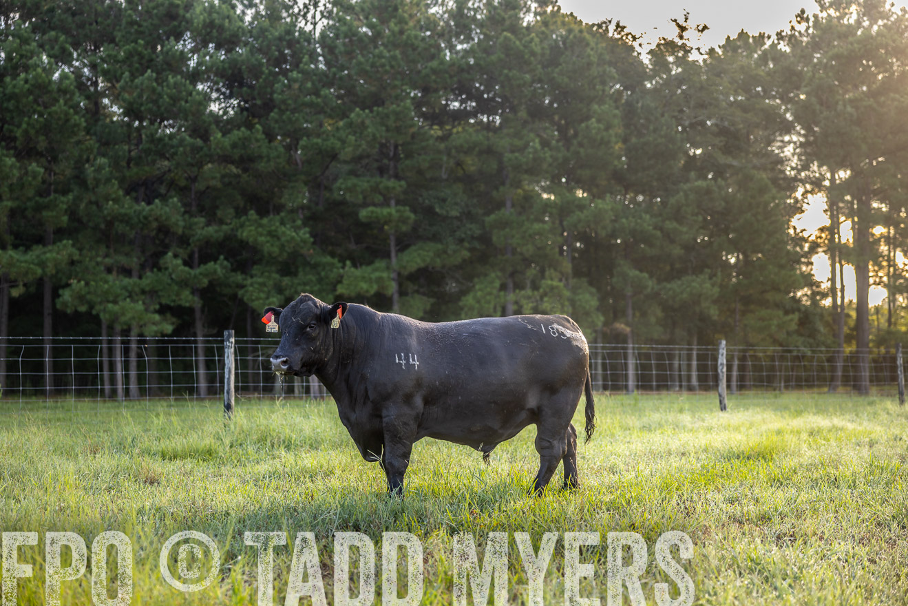 TMyers_PP_ChessieCreekFarm_Walterboro_July2024-511148