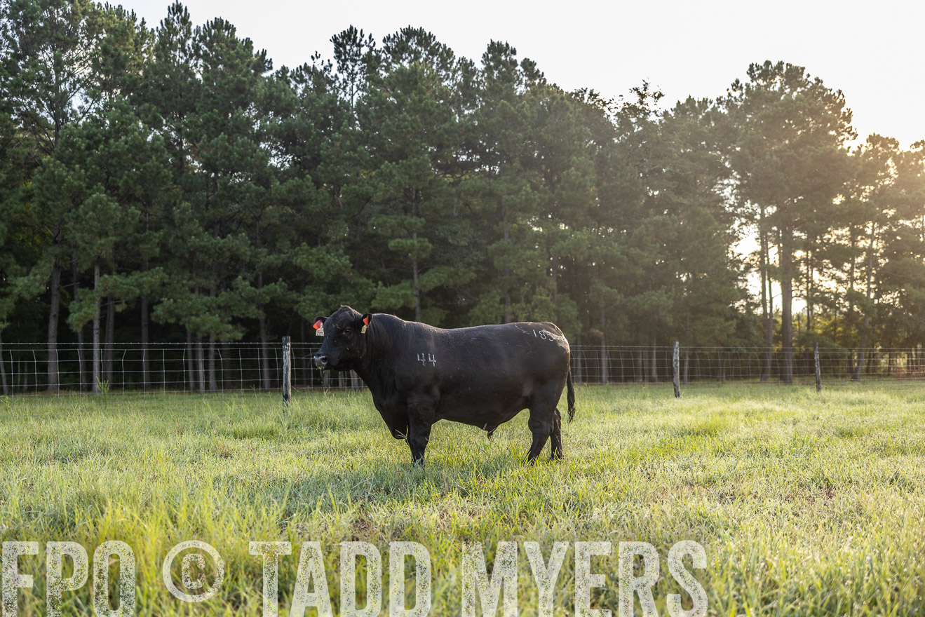 TMyers_PP_ChessieCreekFarm_Walterboro_July2024-511164