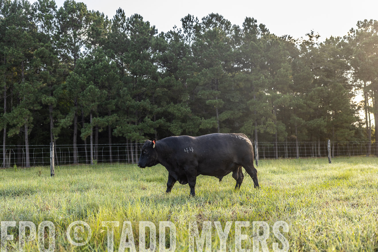 TMyers_PP_ChessieCreekFarm_Walterboro_July2024-511179