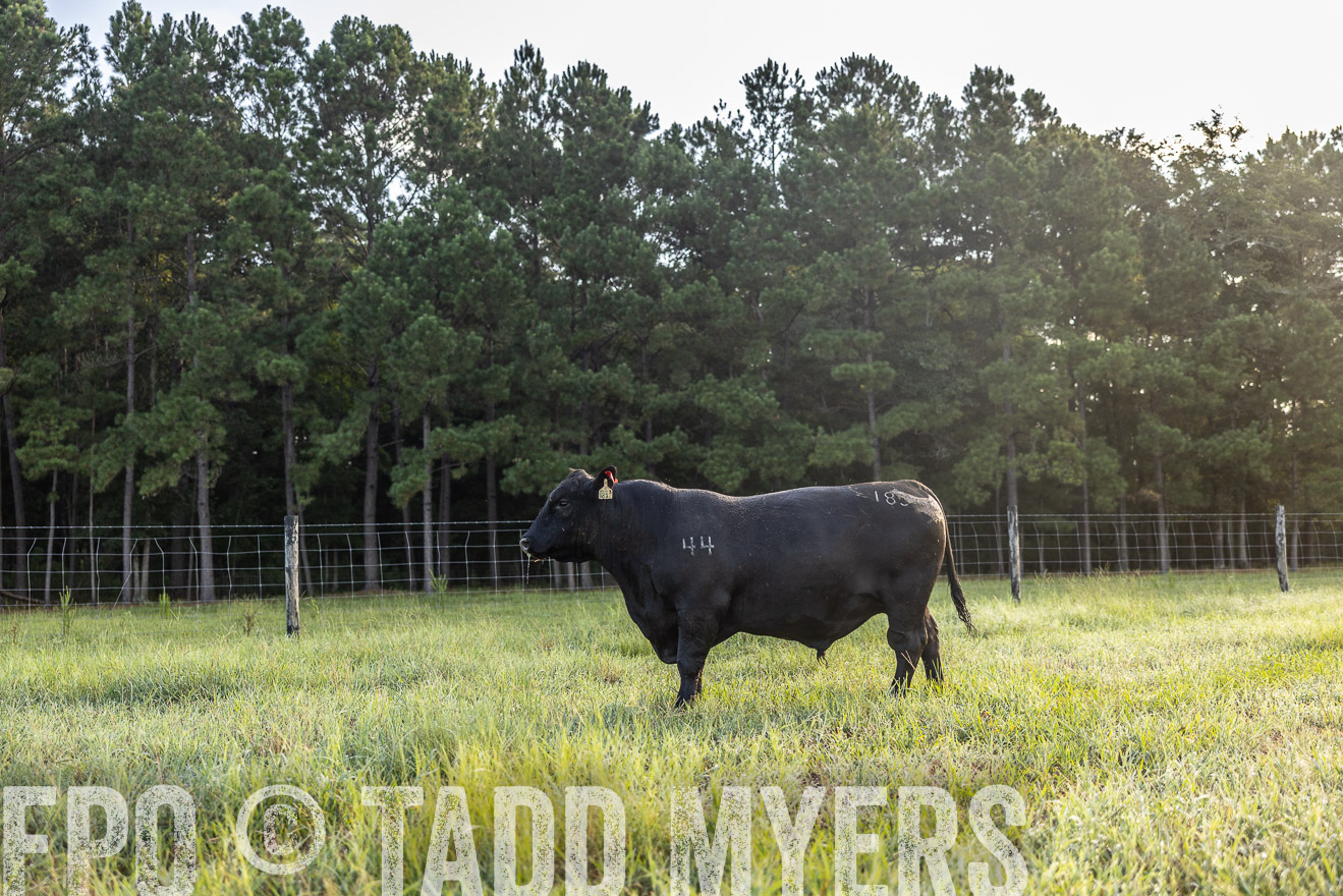 TMyers_PP_ChessieCreekFarm_Walterboro_July2024-511191