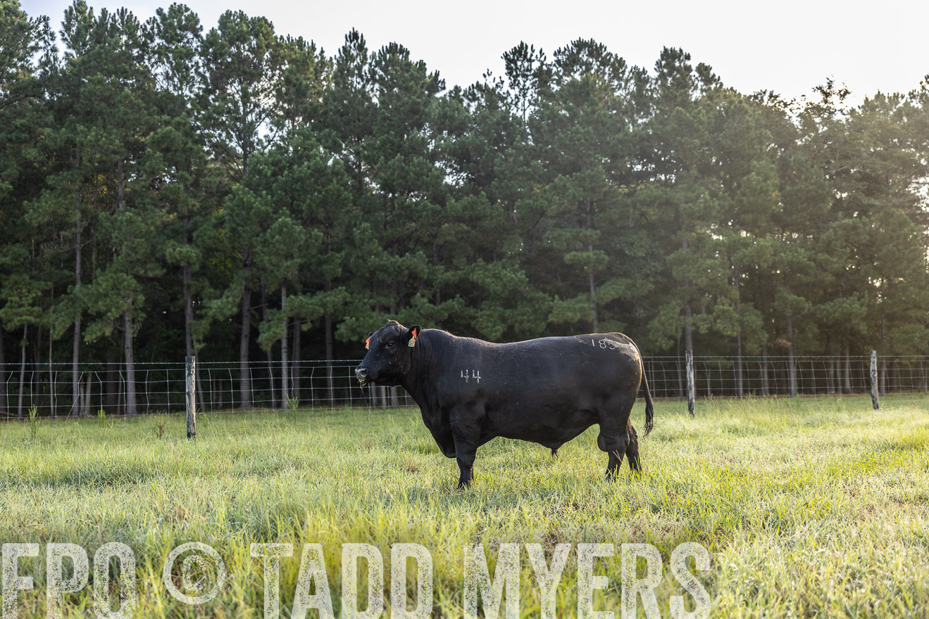 TMyers_PP_ChessieCreekFarm_Walterboro_July2024-511199