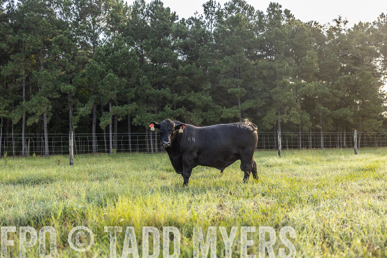 TMyers_PP_ChessieCreekFarm_Walterboro_July2024-511206