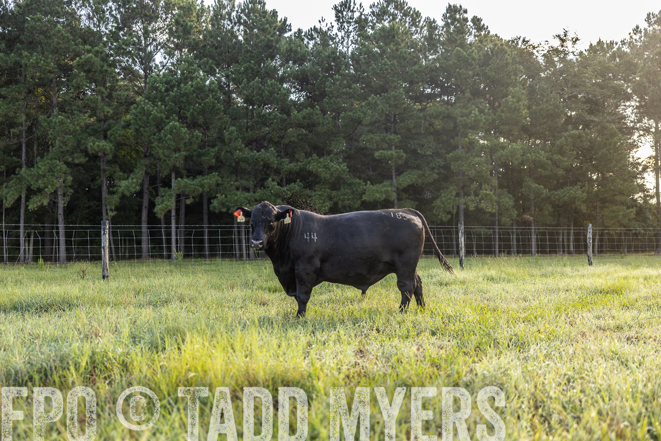 TMyers_PP_ChessieCreekFarm_Walterboro_July2024-511207