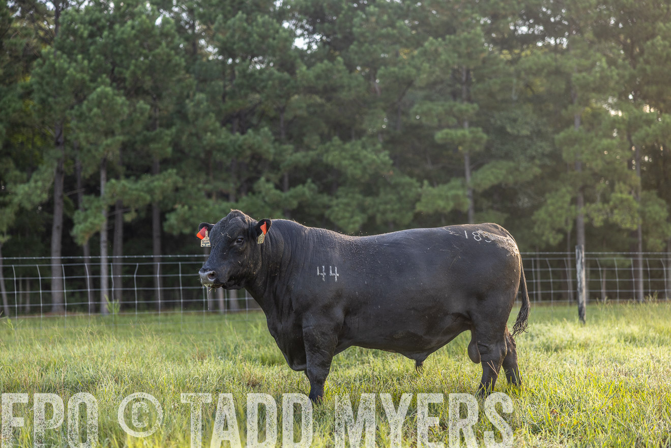 TMyers_PP_ChessieCreekFarm_Walterboro_July2024-511211