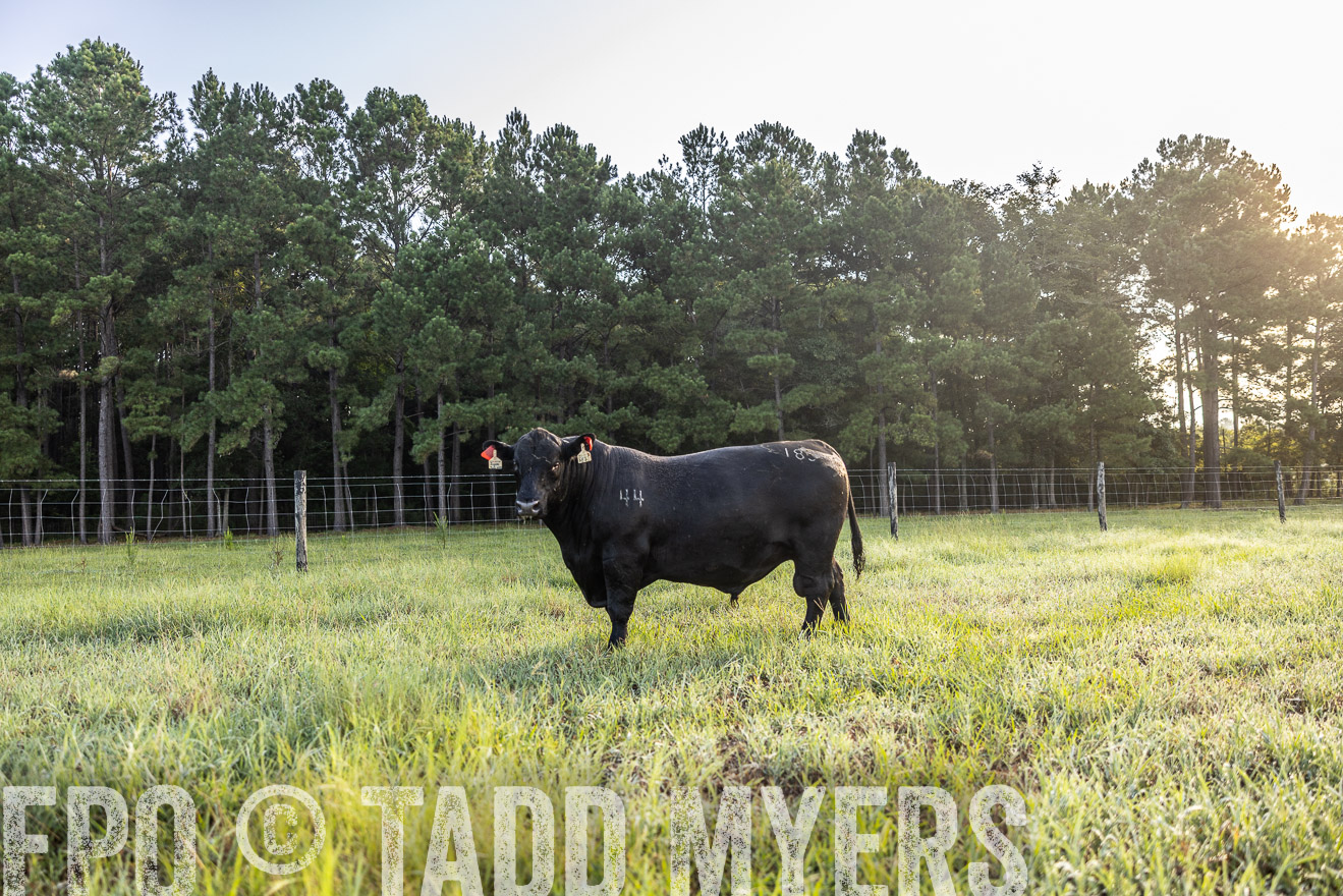 TMyers_PP_ChessieCreekFarm_Walterboro_July2024-511229