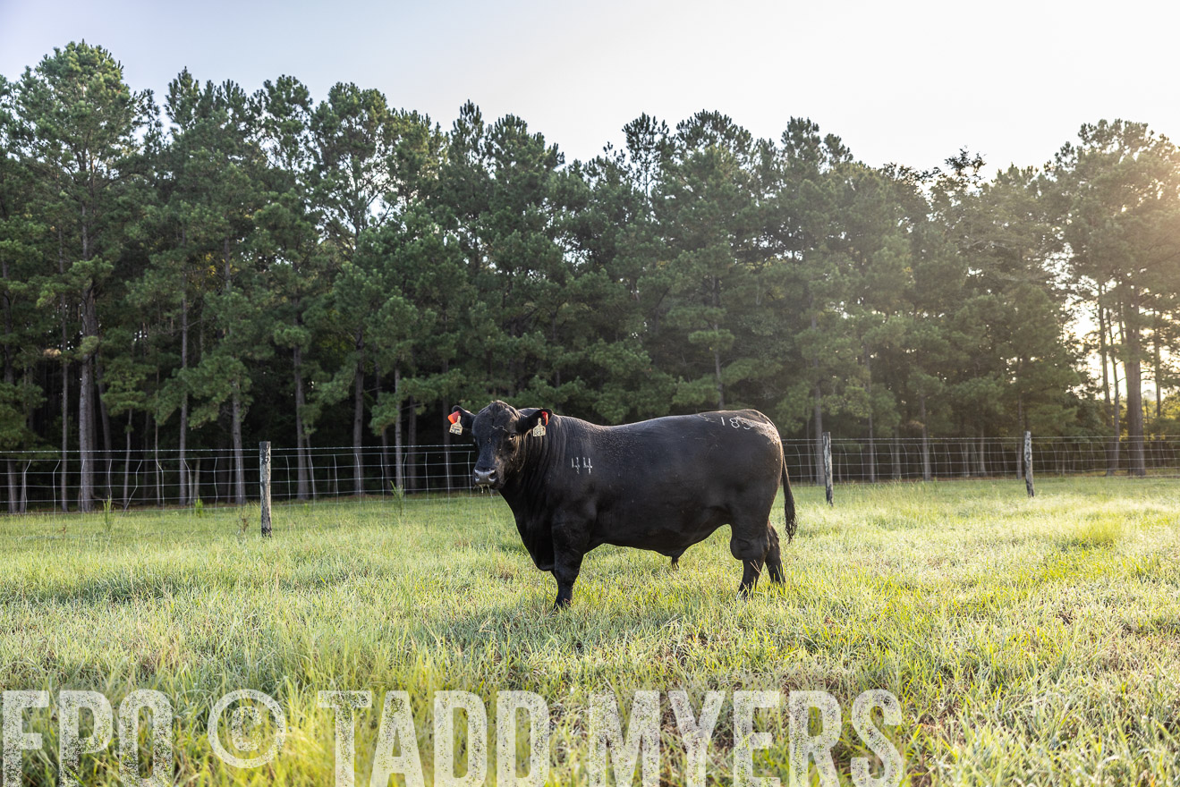 TMyers_PP_ChessieCreekFarm_Walterboro_July2024-511255