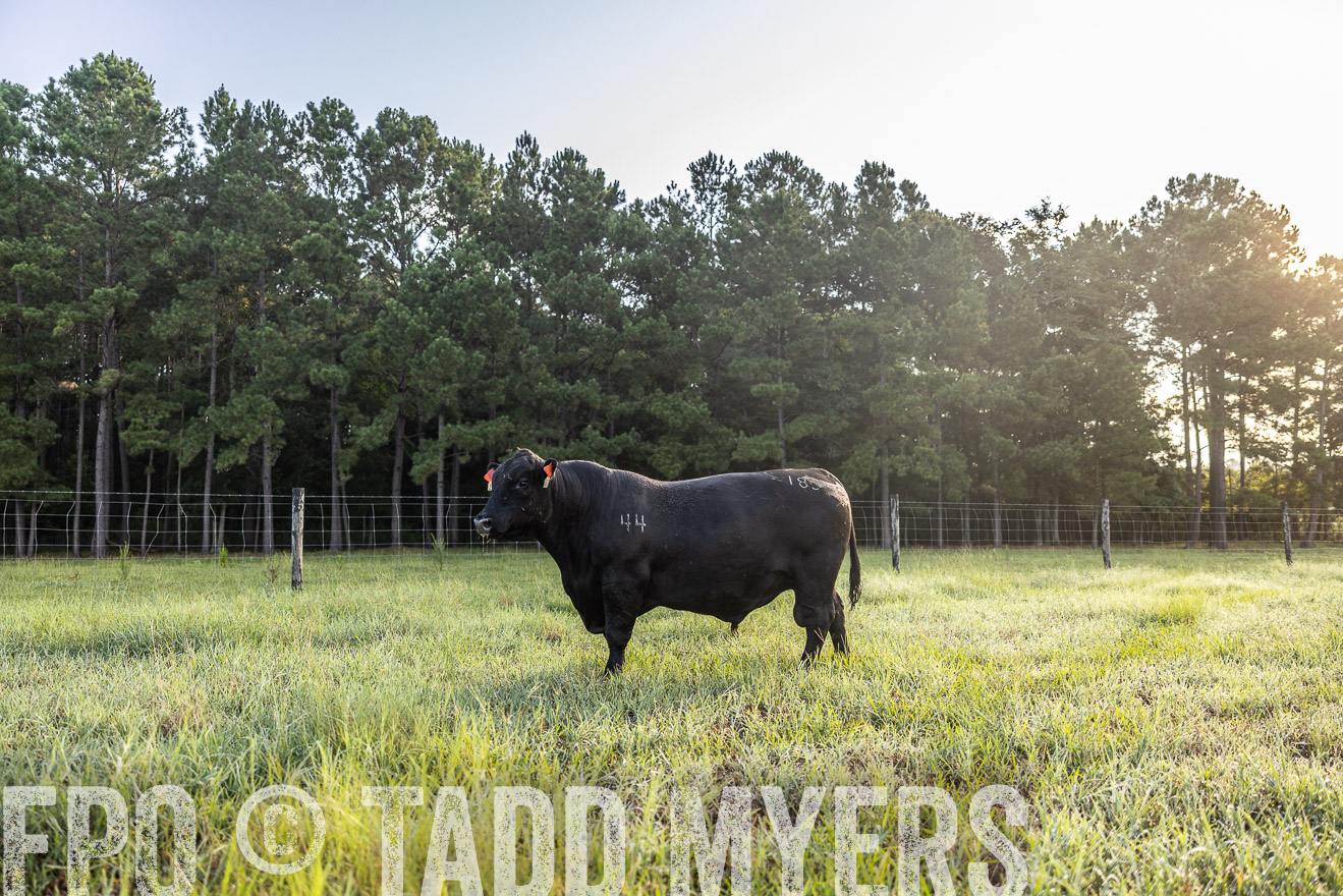 TMyers_PP_ChessieCreekFarm_Walterboro_July2024-511274