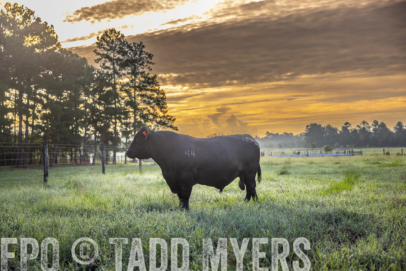 TMyers_PP_ChessieCreekFarm_Walterboro_July2024-511300