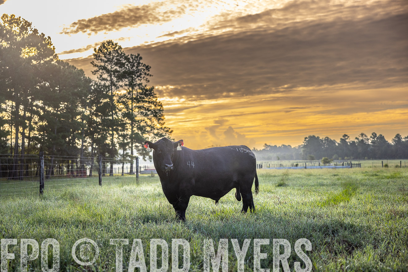 TMyers_PP_ChessieCreekFarm_Walterboro_July2024-511310