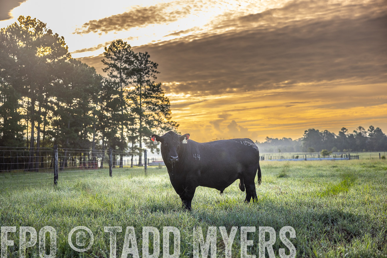 TMyers_PP_ChessieCreekFarm_Walterboro_July2024-511322