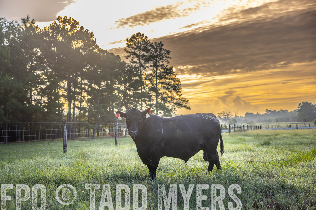 TMyers_PP_ChessieCreekFarm_Walterboro_July2024-511328