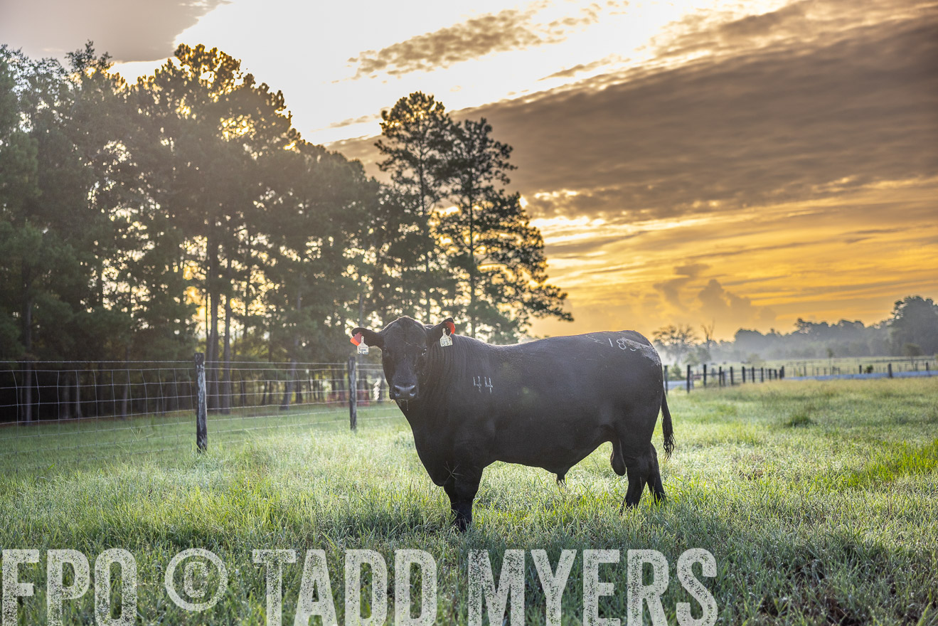 TMyers_PP_ChessieCreekFarm_Walterboro_July2024-511331