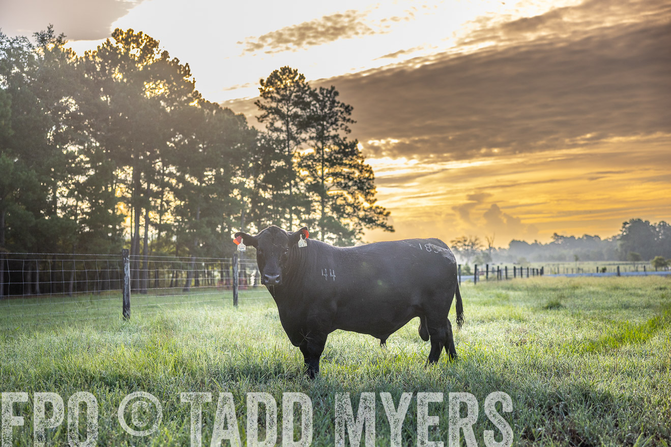 TMyers_PP_ChessieCreekFarm_Walterboro_July2024-511339