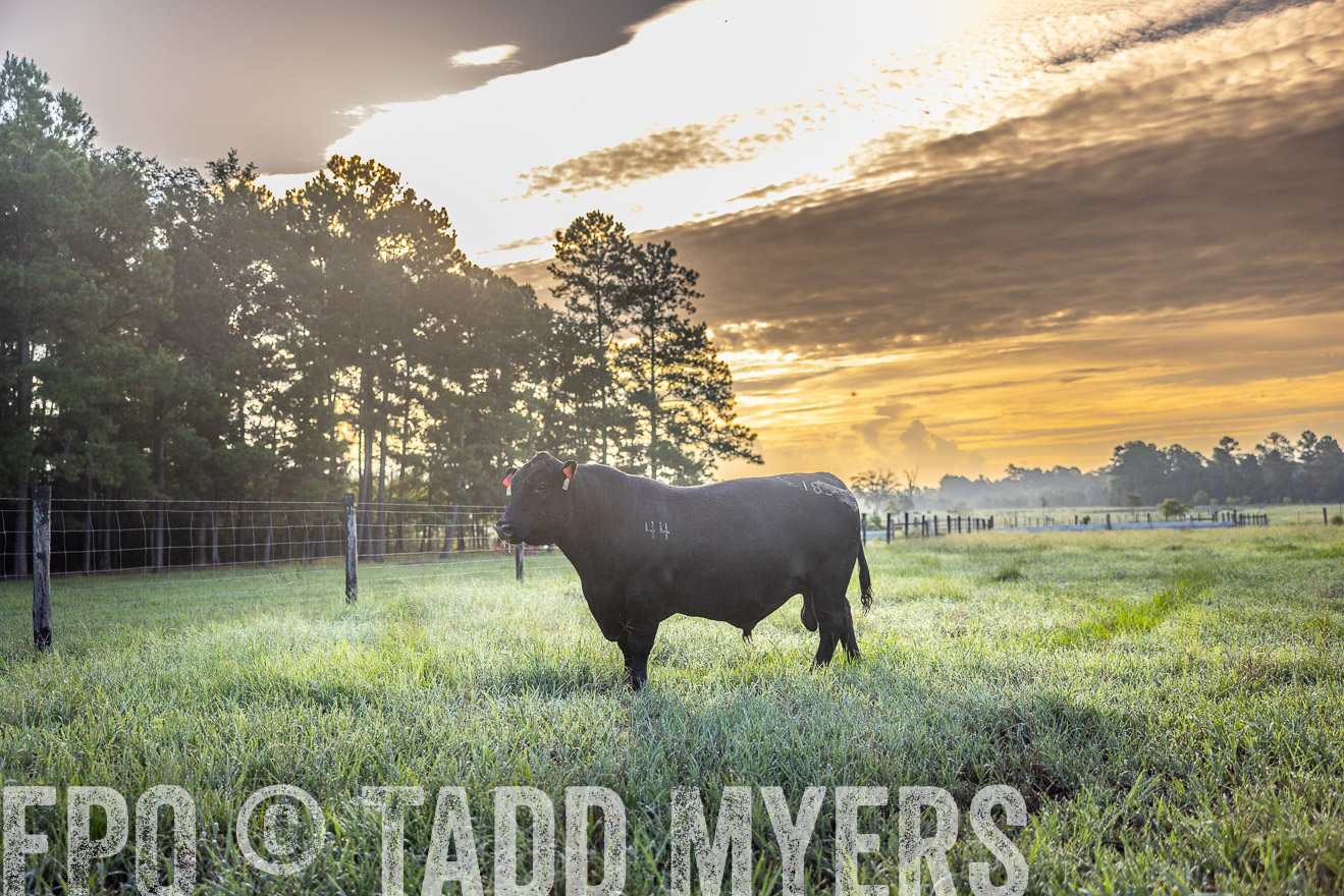 TMyers_PP_ChessieCreekFarm_Walterboro_July2024-511350
