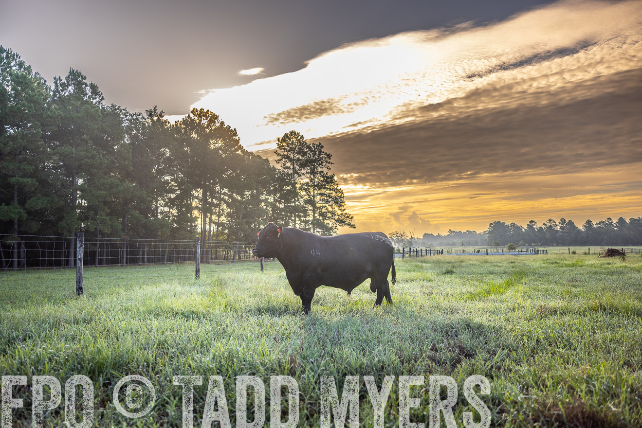 TMyers_PP_ChessieCreekFarm_Walterboro_July2024-511367