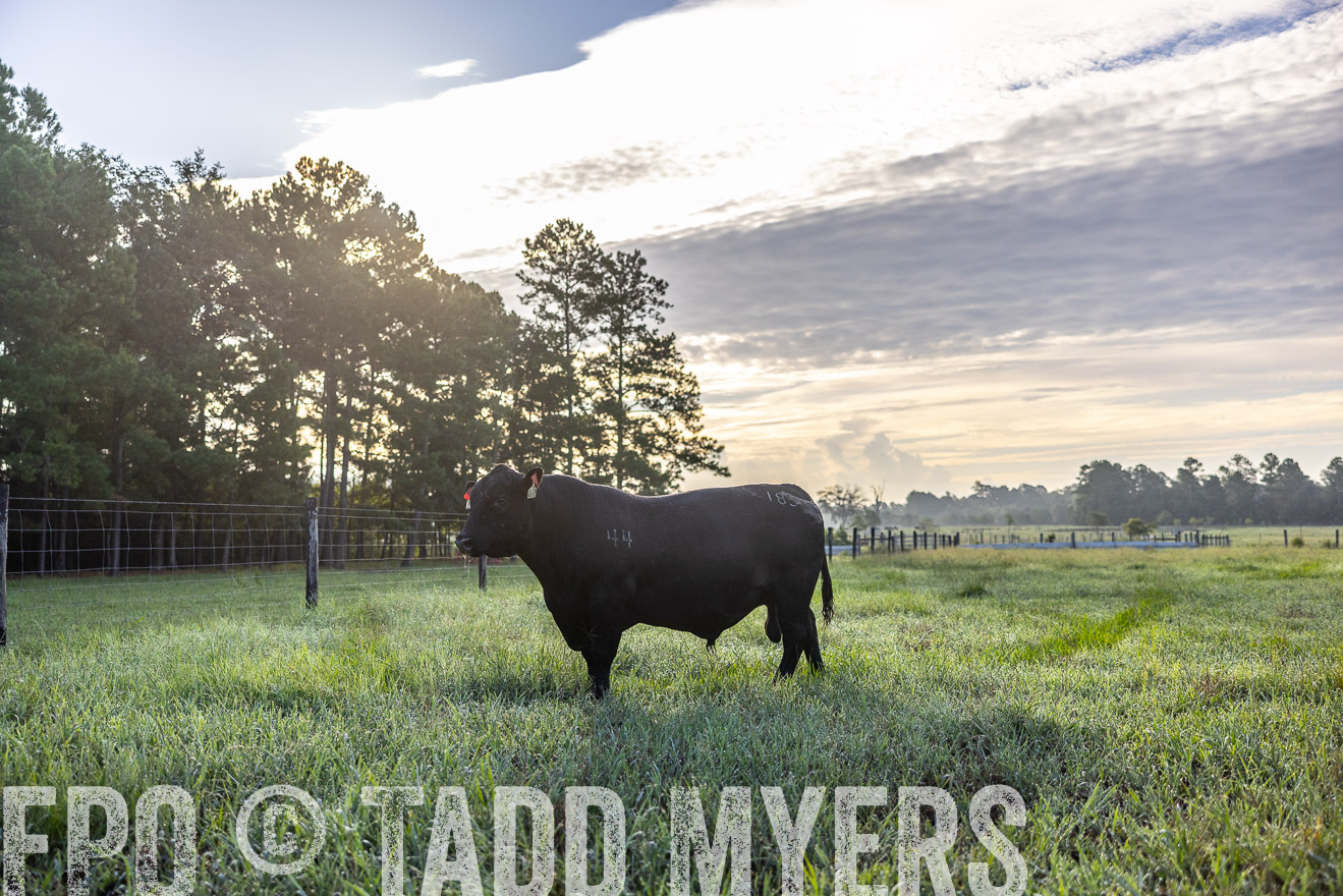 TMyers_PP_ChessieCreekFarm_Walterboro_July2024-511394