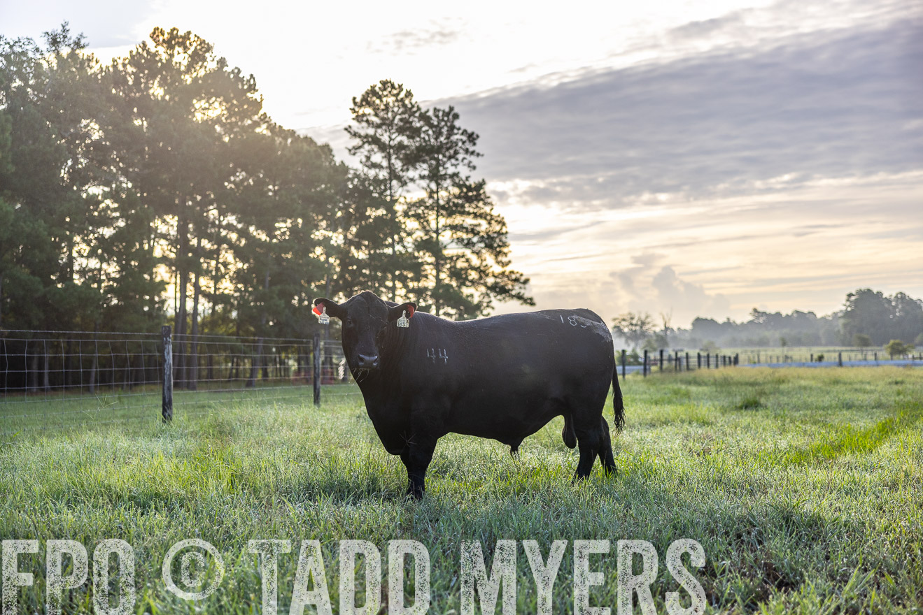 TMyers_PP_ChessieCreekFarm_Walterboro_July2024-511416