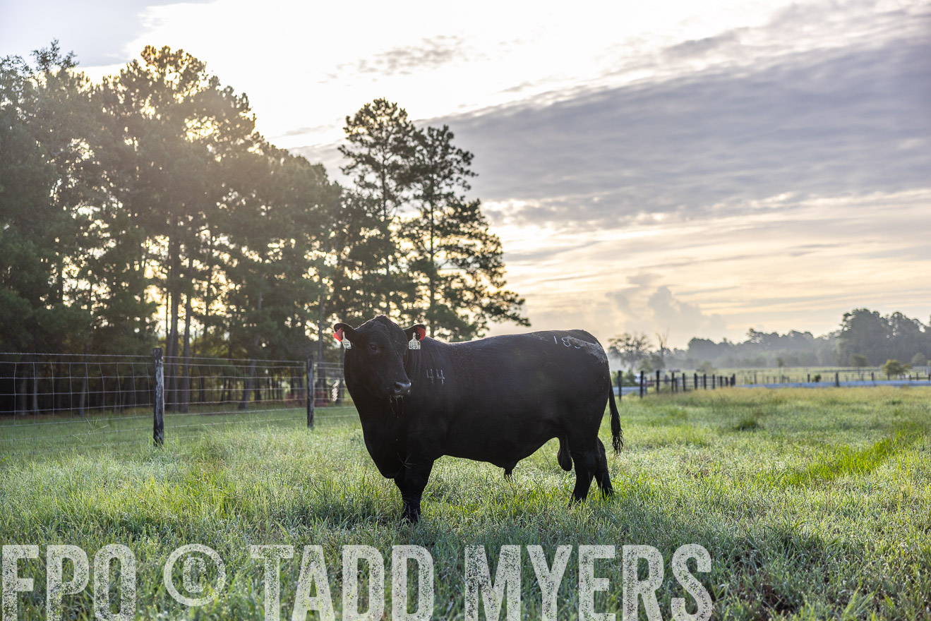 TMyers_PP_ChessieCreekFarm_Walterboro_July2024-511421