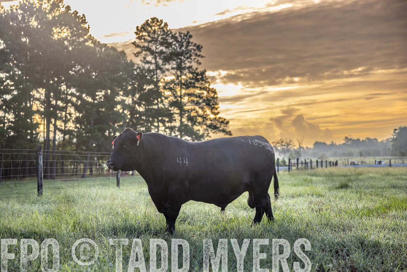 TMyers_PP_ChessieCreekFarm_Walterboro_July2024-511455