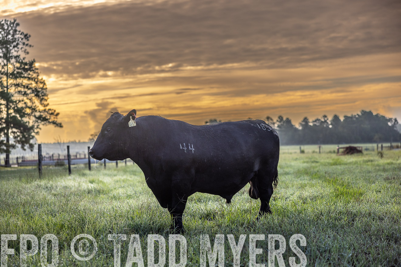 TMyers_PP_ChessieCreekFarm_Walterboro_July2024-511461