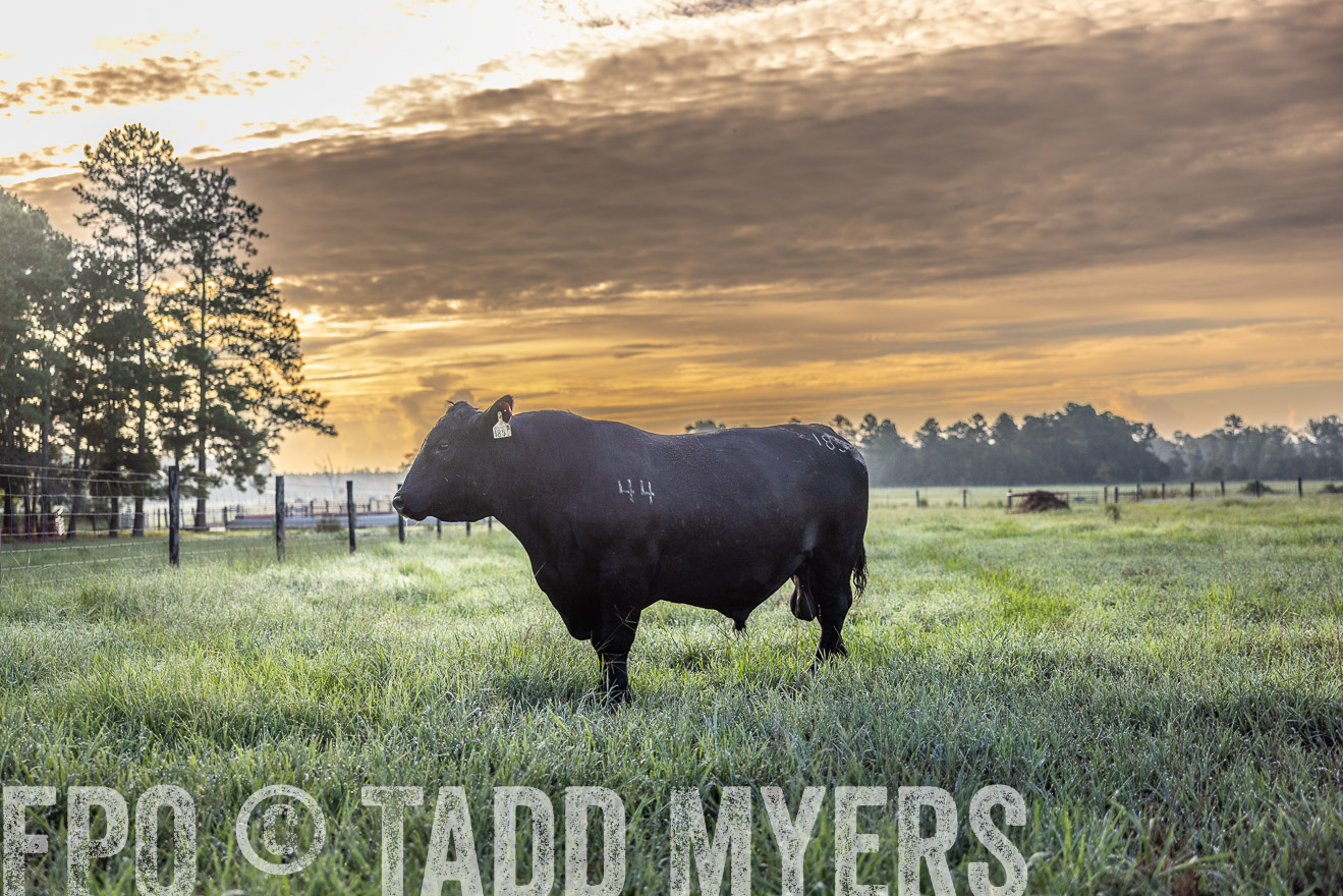 TMyers_PP_ChessieCreekFarm_Walterboro_July2024-511465