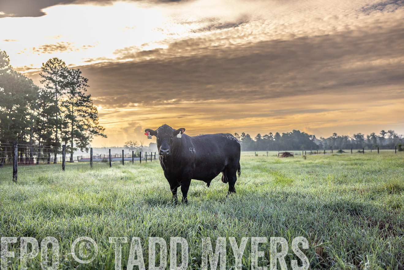 TMyers_PP_ChessieCreekFarm_Walterboro_July2024-511499
