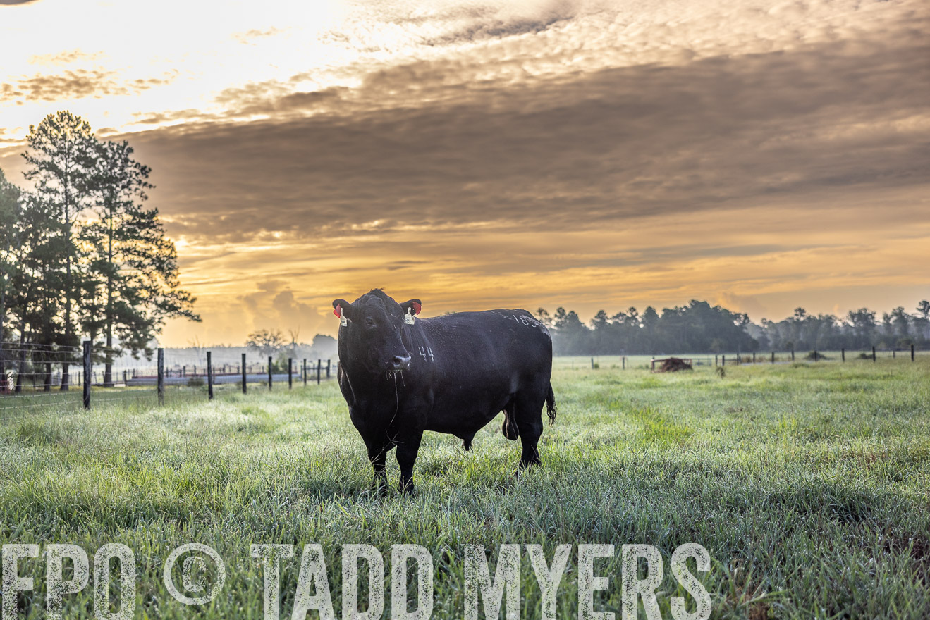 TMyers_PP_ChessieCreekFarm_Walterboro_July2024-511512