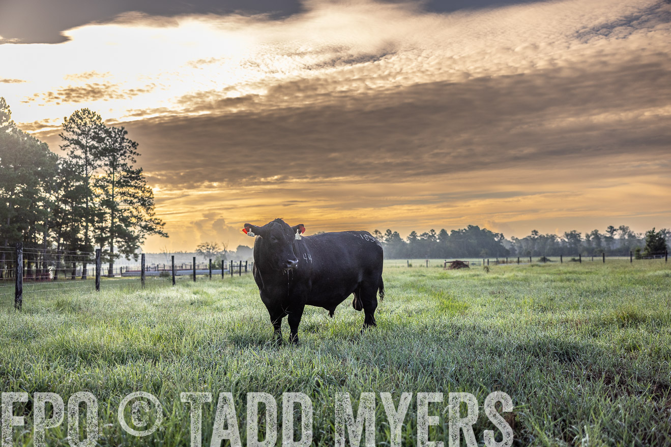 TMyers_PP_ChessieCreekFarm_Walterboro_July2024-511524