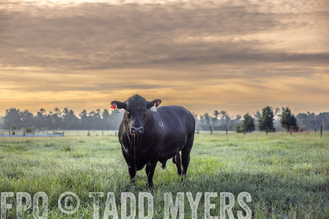 TMyers_PP_ChessieCreekFarm_Walterboro_July2024-511540