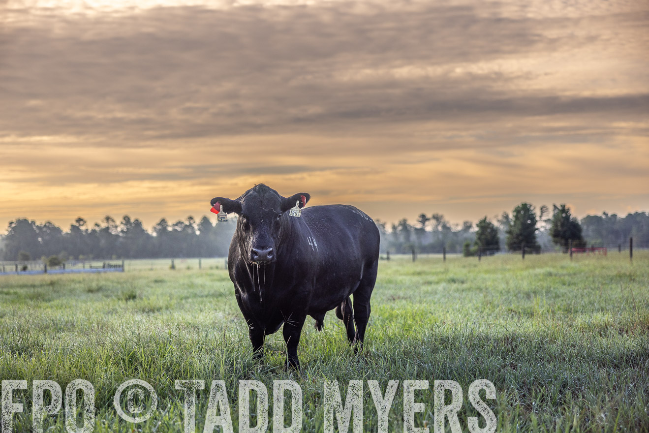 TMyers_PP_ChessieCreekFarm_Walterboro_July2024-511544