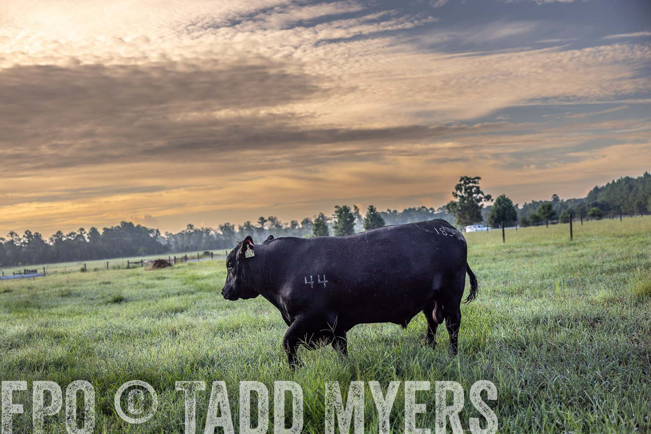 TMyers_PP_ChessieCreekFarm_Walterboro_July2024-511595