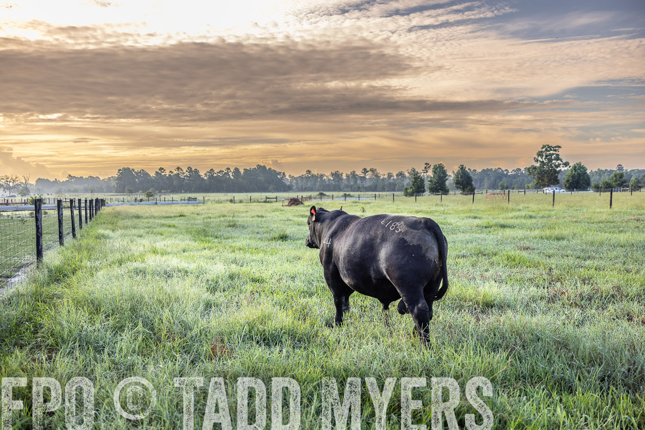 TMyers_PP_ChessieCreekFarm_Walterboro_July2024-511633