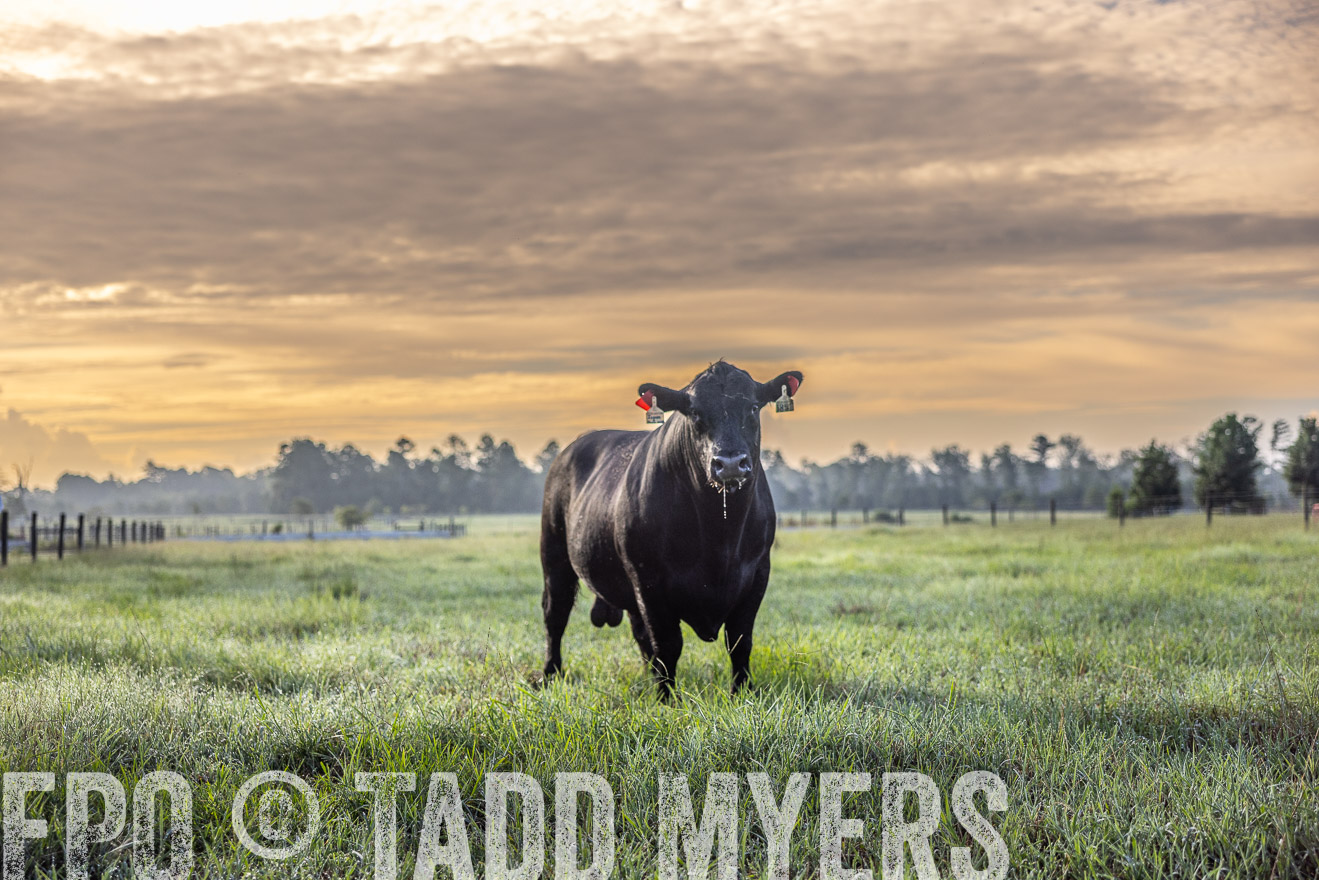 TMyers_PP_ChessieCreekFarm_Walterboro_July2024-511650