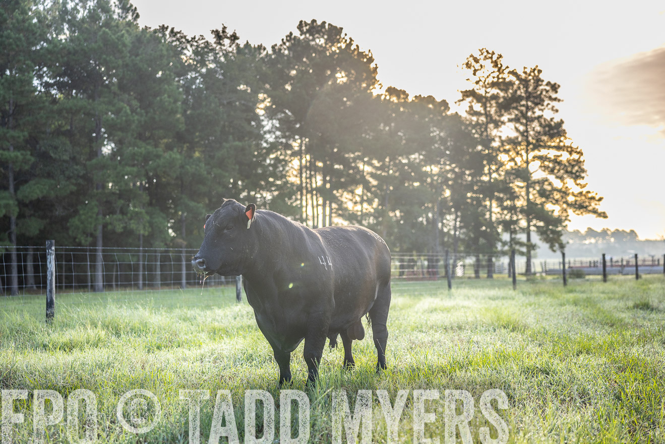 TMyers_PP_ChessieCreekFarm_Walterboro_July2024-511664