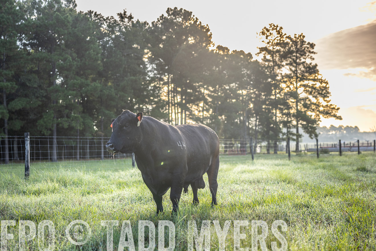 TMyers_PP_ChessieCreekFarm_Walterboro_July2024-511668