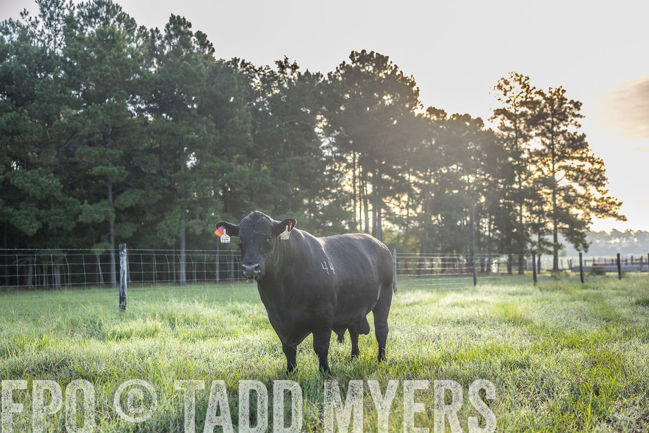 TMyers_PP_ChessieCreekFarm_Walterboro_July2024-511682