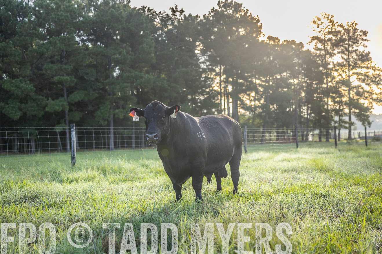 TMyers_PP_ChessieCreekFarm_Walterboro_July2024-511687