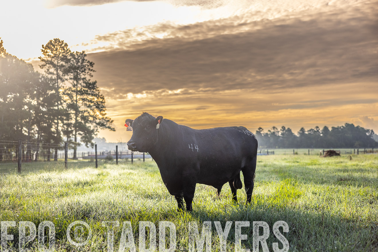 TMyers_PP_ChessieCreekFarm_Walterboro_July2024-511704