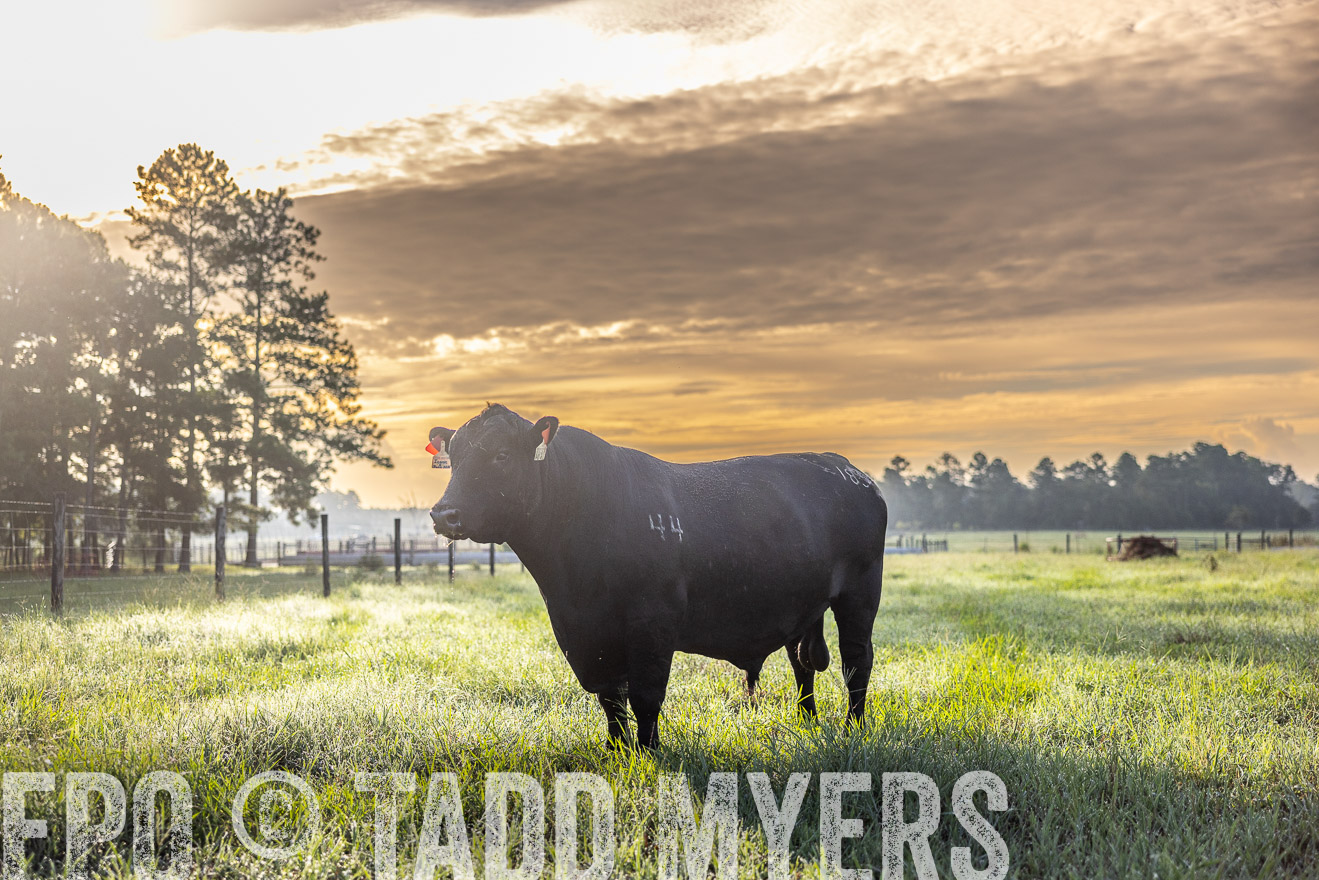TMyers_PP_ChessieCreekFarm_Walterboro_July2024-511717