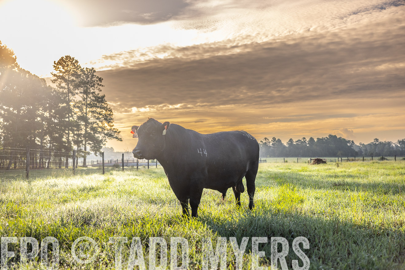 TMyers_PP_ChessieCreekFarm_Walterboro_July2024-511740