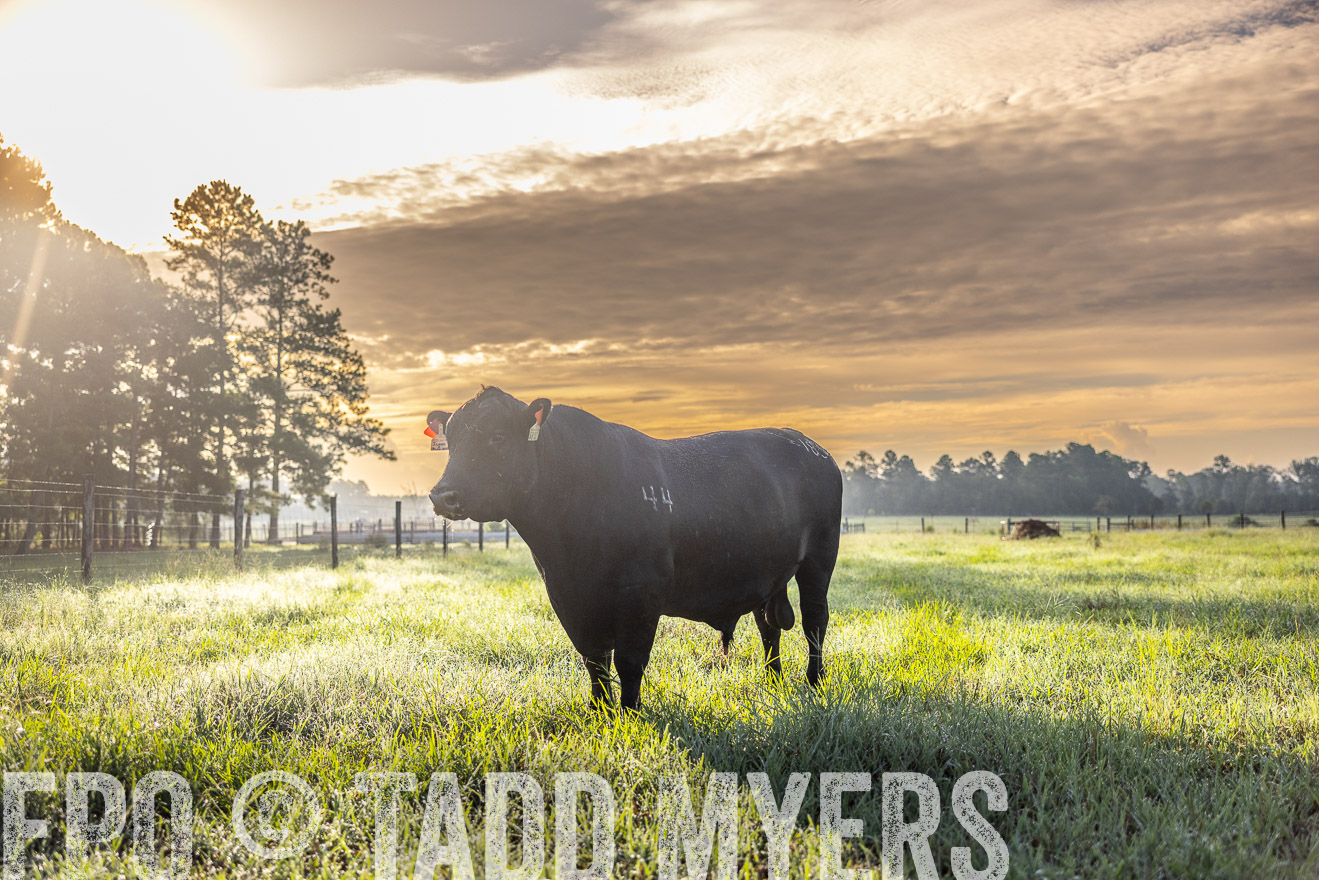 TMyers_PP_ChessieCreekFarm_Walterboro_July2024-511744