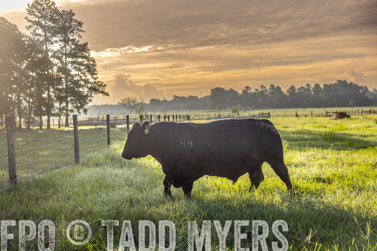 TMyers_PP_ChessieCreekFarm_Walterboro_July2024-511773
