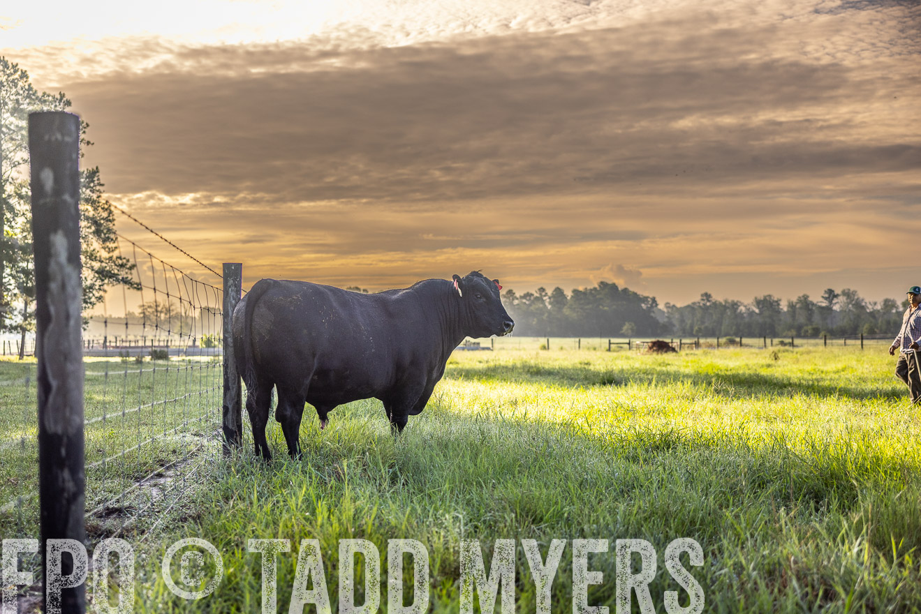 TMyers_PP_ChessieCreekFarm_Walterboro_July2024-511805