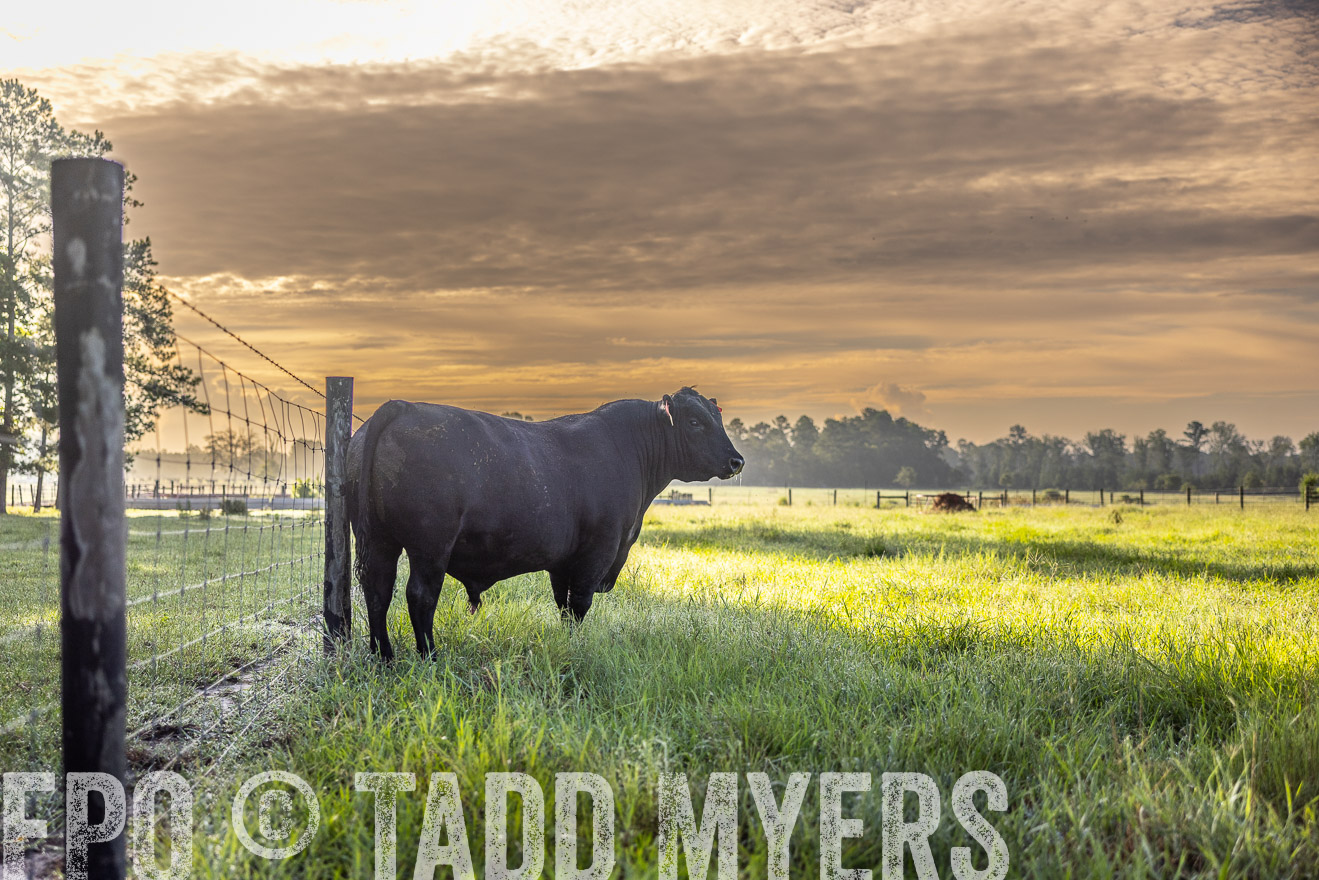 TMyers_PP_ChessieCreekFarm_Walterboro_July2024-511813